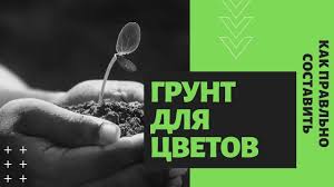 Chamaesyce is a genus of plants in the family euphorbiaceae. Grunt Dlya Poseva I Rassady Cvetov Kak Sostavit Opyt Mariny Osobennosti I Preimushestva Pochvosmesi Klan Sibirskih Cvetochnic