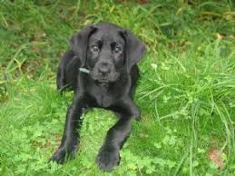 She's still a labrador puppy and like to chew on things, but is very easily corrected with lasting effect. Labrador Retriever Puppies For Sale