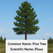 Image result for Pinus