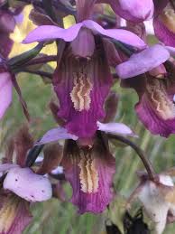 Image result for Eulophia horsfallii