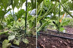 These tips below will help your zucchini grow its best. It S Zucchini Season How You Ve Been Growing Them All Wrong