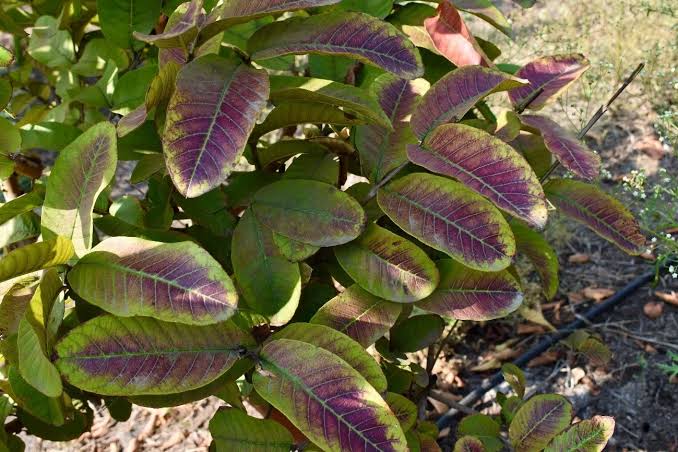 Phosphorus Deficiency in Plants: Causes & Solutions