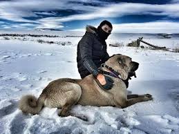 turkish shepherd dogs kangal malakli boz yoruk akbas capar ve anadolu coban kopegi youtube 2021 kangal kopegi komik hayvan videolari coban kopegi