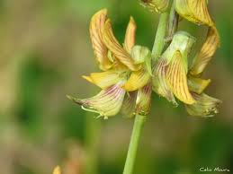 Image result for Crotalaria parvula