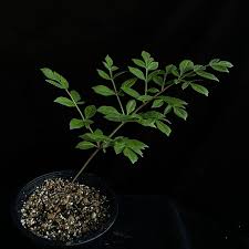 Image result for Gonatopus