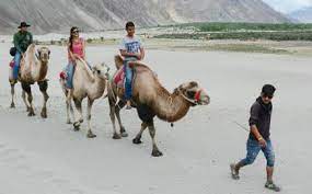 The dromedary (one hump) and bactrian (two. Two Humps One Job In Nubra Valley The Hindu Businessline