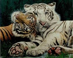 Der Kleine Tiger Daniel Ausmalbild 1 Tiger Daniel Ausmalbild 2 Chainimage
