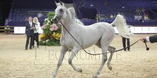 Le salon du cheval de mons, tout comme celui de tournai sont devenus incontournables en belgique francophone en terme de manifestation équestre. Le Salon Du Cheval D El Jadida Fete Ses Dix Ans L Economiste