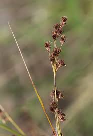 Image result for Coleochloa