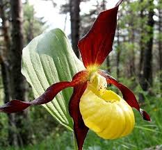 This is a list of nature centers and environmental education centers in the state of virginia. 49 Wildflowers Plants Of Southwest Va East Tn Ideas Plants Wild Flowers East Tn