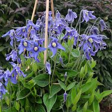 Clematis prefers a full sun to part shade location. Clematis Integrifolia Blue Ribbons Perennial Resource