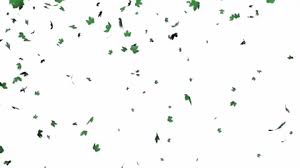 98 transparent png illustrations and cipart matching falling leaves. Best Leaves Falling Gifs Gfycat
