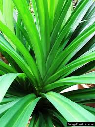 Pandan plant (pandanus amaryllifolius) (chinese name : Health Benefits Of Pandan Leaves Tea