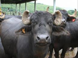 We did not find results for: Now Dairy Farmers Prefer To Milk Buffaloes Than Cows Business Standard News