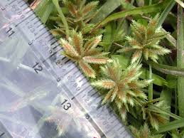 Image result for Pycreus pumilus