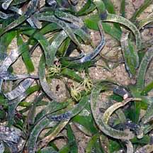 Image result for Thalassia hemprichii