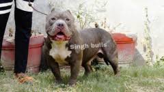 We did not find results for: Buy Kci Registered Puppies From Verified Dog Breeders In India