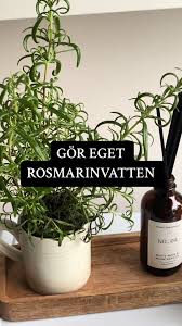 Allt du behöver veta för att göra/använda rosmarin vatten i håret ✨🤍  #rosmary #haorgrowth #hårväxt #rosmarywater #rosmarinvatten
