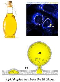 Image result for Lipid