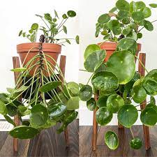 18 Tips Growing Wealth: A Guide to Chinese Money Plant Propagation