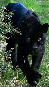 Black Leopard Or Jaguar Imagens De Animais Selvagens Animais Selvagens Grandes Felinos