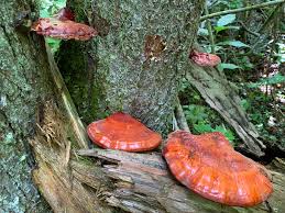 Image result for Ganoderma tsugae