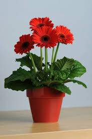 Image result for Gerbera jamesonii