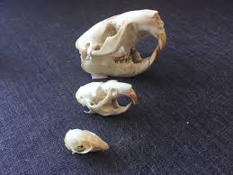 My Mini Museum Three Of My Four Rodent Skulls From
