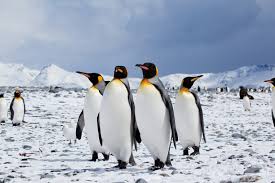Unless you live in that part of the world, really close to the ocean where the current is icy cold.you can`t have one.because that's his habitat. King Penguin Facts Pictures More About King Penguin