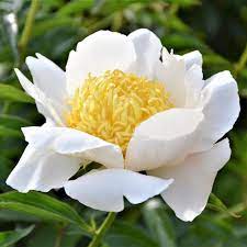White peony is made combining the silver needle buds with larger leaves. Pure White Peony Bulbs For Sale Moon Of Nippon Fragrant Easy To Grow Bulbs