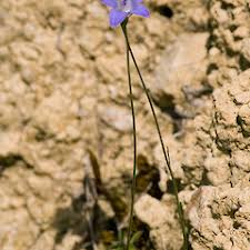 Image result for Wahlenbergia ramosissima