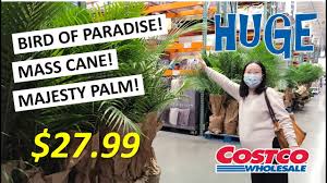 This will be the way the display is displayed at the store. Tons Of Huge Tropical Plants At Costco Spring 2021 Lowest Price For Bird Of Paradise Youtube