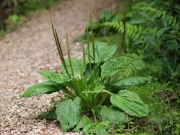 Image result for Plantago