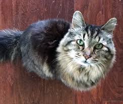 Maybe you would like to learn more about one of these? Pet Scoop Oregon Cat Gets World S Oldest Title Hero Dog Hears Prisoners Digging Tunnel