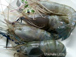 Hal yang menyebabkan udang galah ini berpotensi sebagai barang ekspor karena udang galah mempunyai ukuran yang besar jika dibandingkan dengan jenis udang air tawar lainnya. Impian Istikmalia 180 Udang Galah Kuliner Khas Tana Tidung