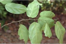 Image result for Strombosia