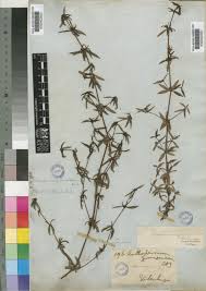 Image result for Ancylobothrys amoena