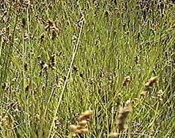 Image result for Carex conferta