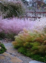 Beautiful Soft Textures Amsonia Hubrichtii And Muhlenbergia In Courtyard Dream Garden Landscape Design Plants