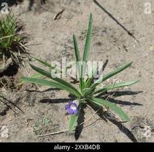 Image result for Aptosimum lineare