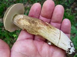 Image result for Boletus variipes