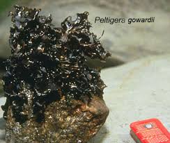 Image result for Hyparrhenia rudis