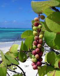 Pin On Jamaica