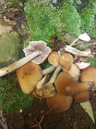 Image result for Xymalos