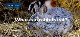 Otherwise they'll multiply like, well, you know. What Can Rabbits Eat Hay Vegetables Fruit And Water Advice Exoticdirect