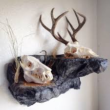 Check spelling or type a new query. Some New European Mounts And Ideas Blackriver Taxidermy