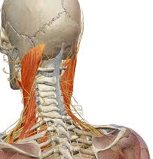 The large, complex muscles of the neck and back move the head, shoulders, and vertebral column. 2