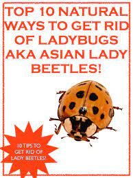 Pin On Insect Natural Sprays