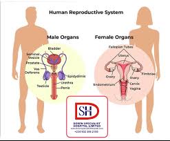 Image result for female sex organ