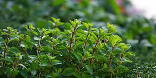 It grows just 6 to 8 inches tall with a creeping. 7 Popular Types Of Oregano That You Can Grow Trees Com